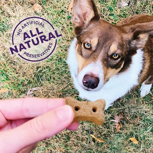 Old Mother Hubbard Wellness Classic Grain Free Pick of the Patch Dog Biscuits, Natural Training Treats, Pumpkin and Carrot Flavor, Mini Size. 16 oz Bag (Pack of 2)