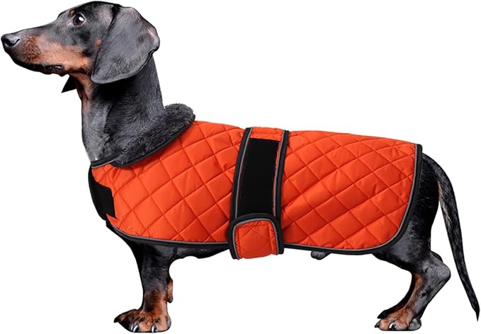 Dachshund Coat Dog Coats for Dachshunds Dachshund Winter Jacket with Padded Fleece Outdoor Dog Clothes with Adjustable Bands - Orange - L