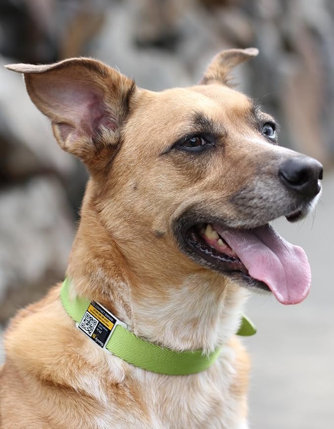 Dynotag® Web Enabled Super Pet ID Smart Tag. Slider Style w. DynoIQ™ & Lifetime Recovery Service (Open Slot, Tag only, for 3/4 inch Collar Band)