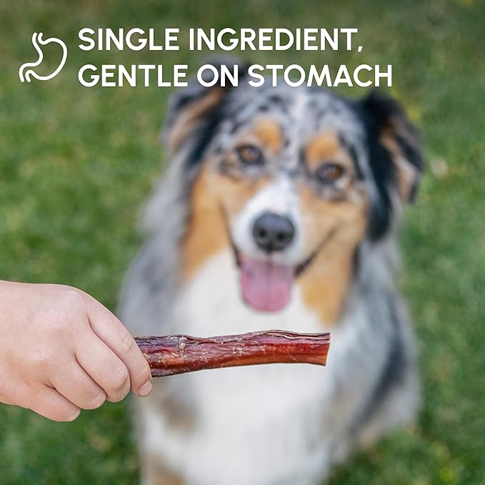 Downtown Pet Supply USA Sourced Bully Sticks for Dogs - Grass-fed Beef Chews, Low-Odor & Rawhide-Free, Long Lasting Dog Treats for Heavy Chewers - Healthy, Safe & Delicious Chews (12" 30 Pack)