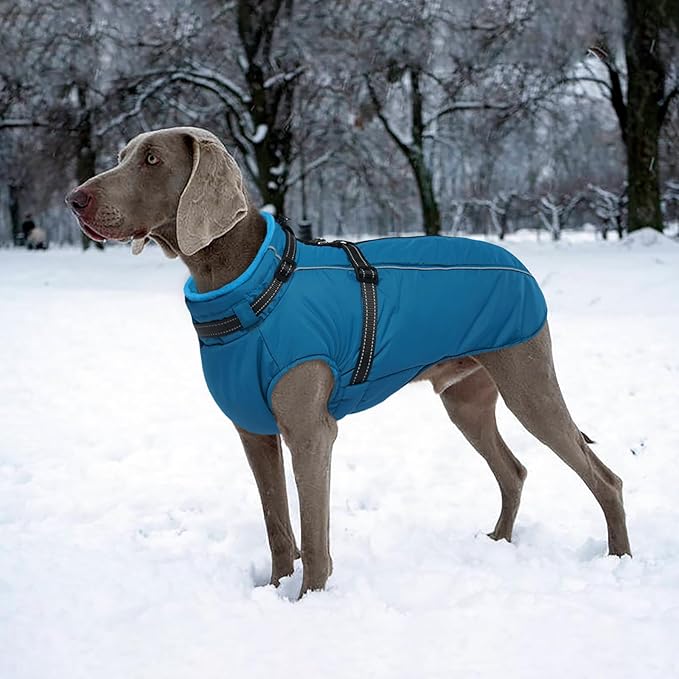 Lelepet Dog Coat for Large Dogs Waterproof Dog Jacket with Harness Built in Reflective Windproof Fleece Jacket with Zip Cold Weather Coats for Dogs,Thermal Outdoor Snowsuit, Weimaraner, Blue, XXL
