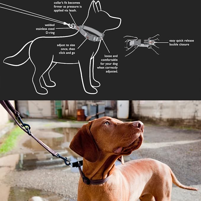 EzyDog Checkmate Martingale Collar for Dogs – Premium Nylon Training Dog Collar for Easy Control with no Choking (X-Large, Orange)