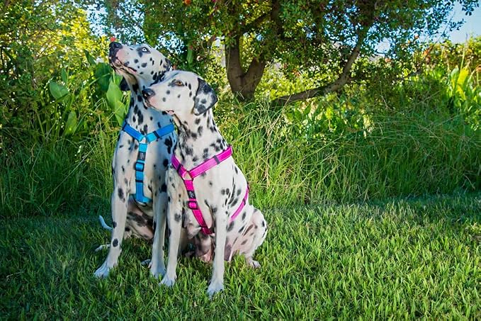Reflective Adjustable Dog H Harness for Small to Medium Dogs; matching collar and leash available, Orange
