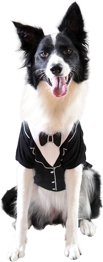 Frenchie Mini Couture Dog Tuxedo, (Medium)