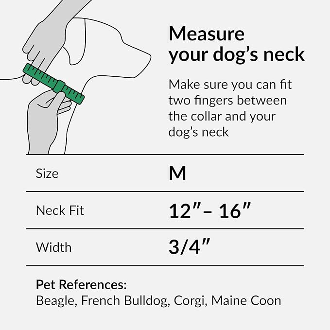 CollarDirect Aztec Dog Collar Adjustable Nylon Tribal Pattern Geometric Pet Collars for Dogs Small Medium Large Puppy (Ethnic Teal, Neck Fit 12"-16"