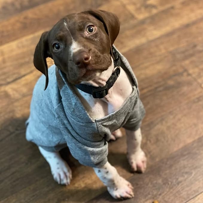 Jecikelon Winter Dog Hoodie Sweatshirts with Pockets Warm Dog Clothes for Small Dogs Chihuahua Coat Clothing Puppy Cat Custume (Grey, Large)
