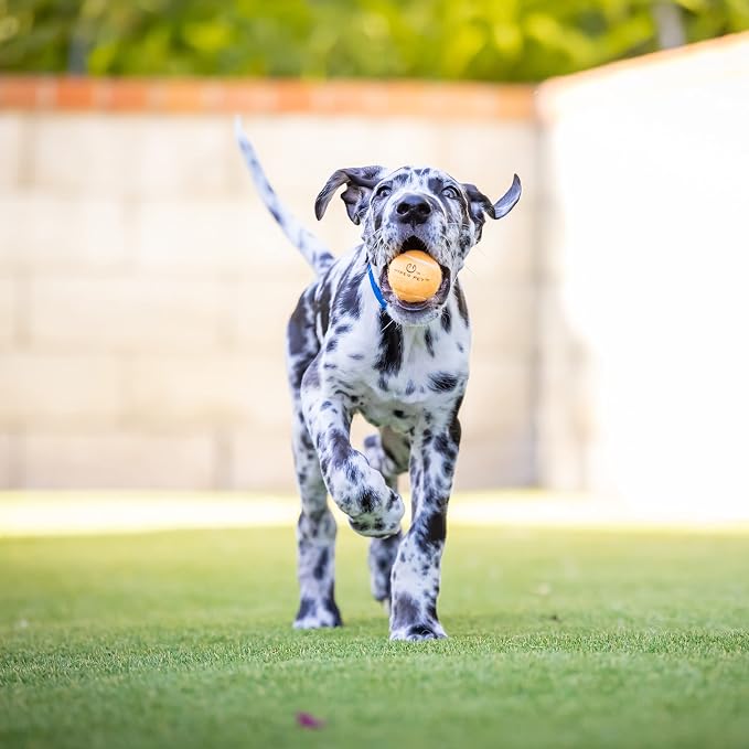 Hyper Pet MINI Tennis Balls for Dogs Safe Dog Toys & Tennis Balls for Exercise, Training, Hyper Pet K9 Kannon Dog Ball Launcher) Bright Colored Interactive Orange Pack of 4