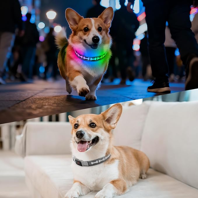 Flashseen LED Dog Collar Light up USB Rechargeable, 7-Color Glow, Grey, M