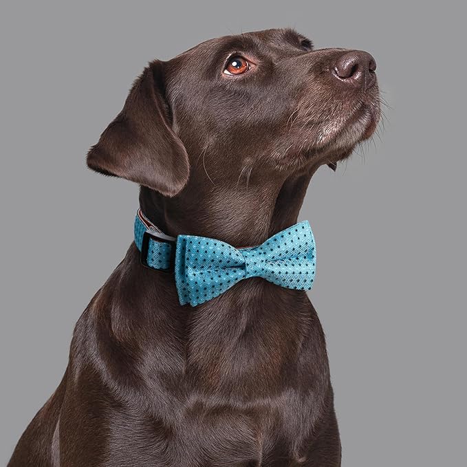 Bow Tie Dog Collar Checkered Pattern Sky Blue with Bowtie for Boy Girl Dogs Large