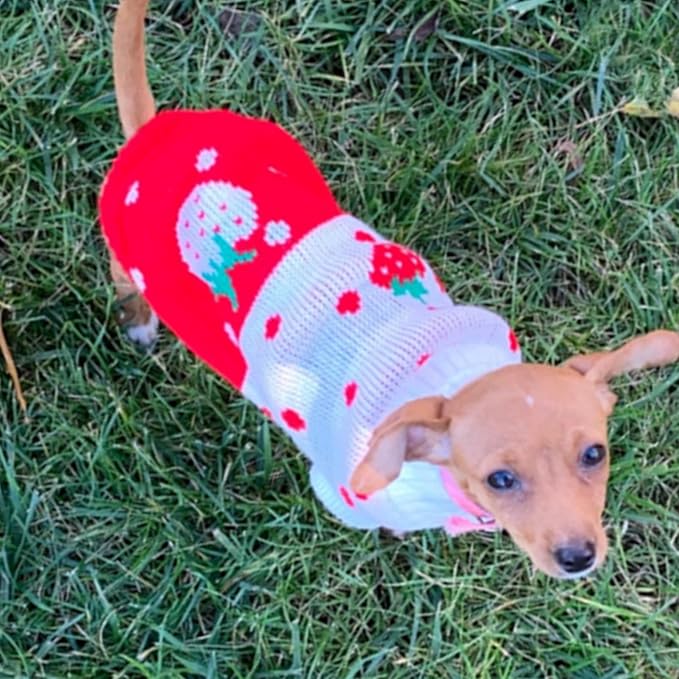 CHBORCHICEN Pet Dog Sweaters Classic Knitwear Turtleneck Winter Warm Puppy Clothing Cute Strawberry and Heart Doggie Sweater (Red1, X-Small)