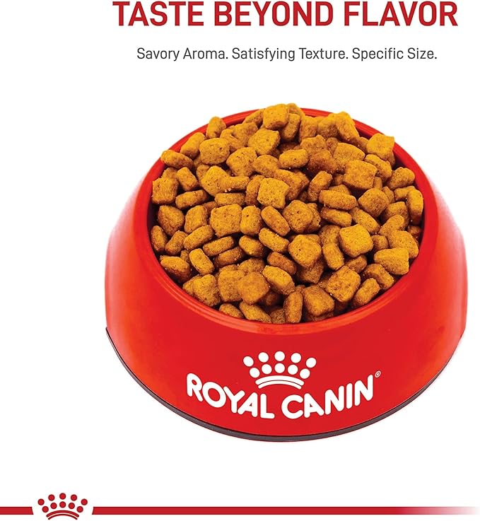 Royal Canin Breed Health Nutrition Dachshund Adult Dry Dog Food, 10 lb Bag