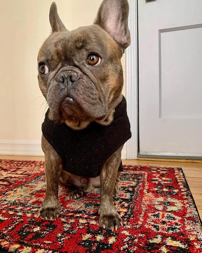 Gooby - Stretch Fleece Vest, Pullover Fleece Vest Jacket Sweater for Dogs, Black, X-Small