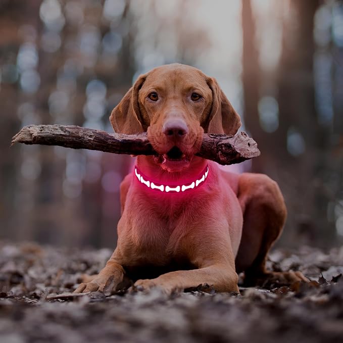 Flashseen LED Dog Collar Light Up USB-C Rechargeable, Pink, Small