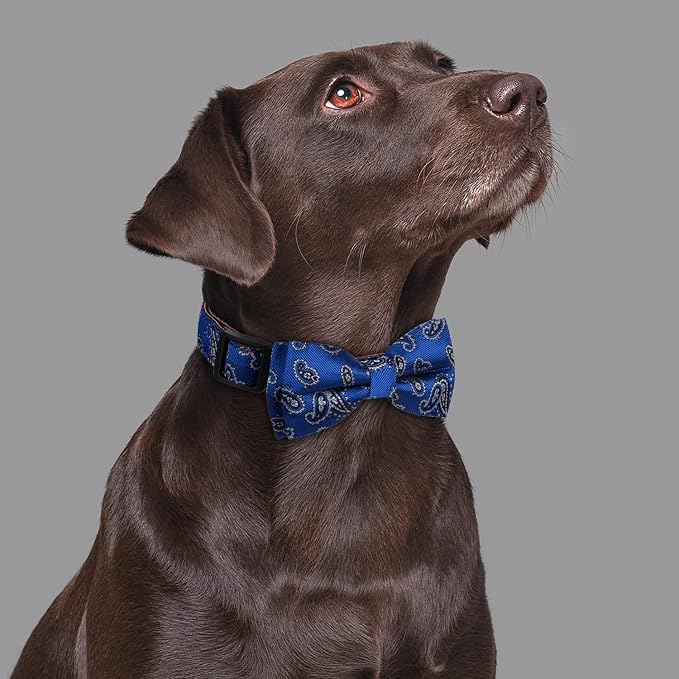 Bowtie Dog Collars Blue Paisley Pattern Large