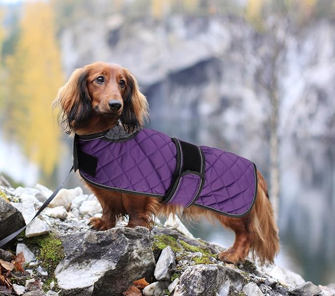 Dachshund Coat Dog Coats for Dachshunds Dachshund Winter Jacket with Padded Fleece Outdoor Dog Clothes with Adjustable Bands - Purple - XS