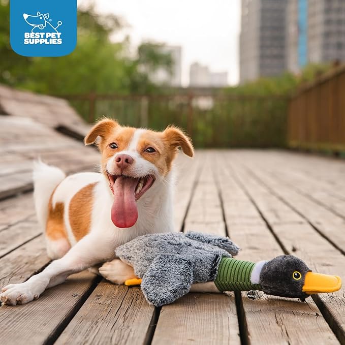 Best Pet Supplies Interactive Squeaky Dog Chew Toy, Ideal Dog Toys for Chewers, Small, Medium & Large Dogs, and Fetch Lovers - Mallard Duck Wing (Gray), Small