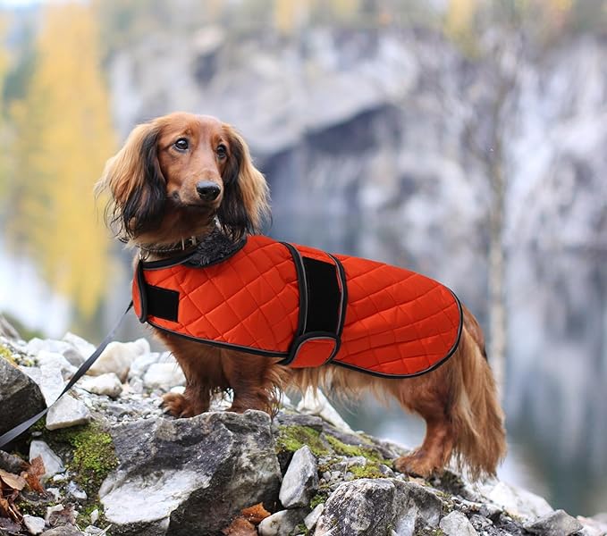 Dachshund Coat Dog Coats for Dachshunds Dachshund Winter Jacket with Padded Fleece Outdoor Dog Clothes with Adjustable Bands - Orange - S