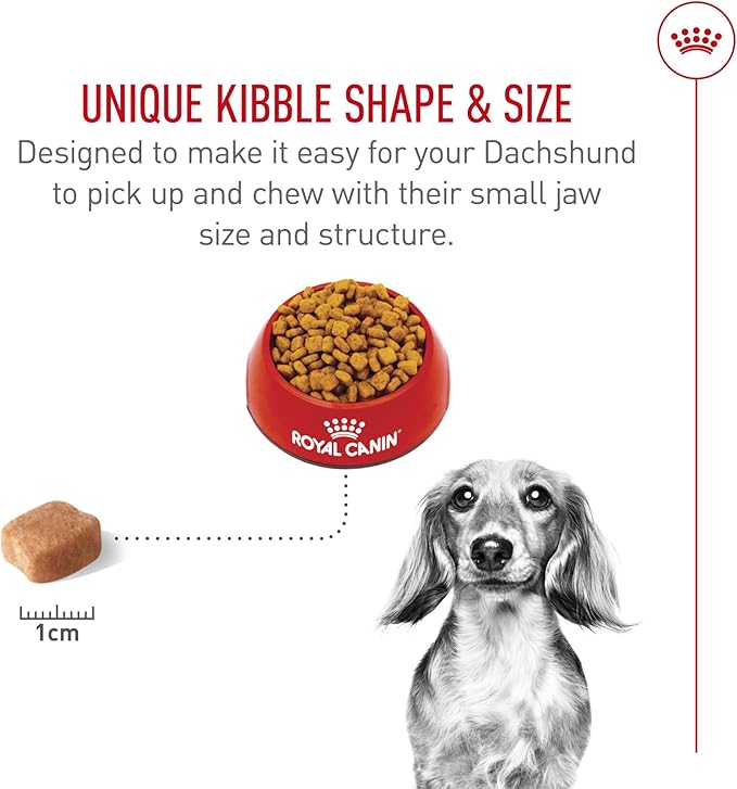Royal Canin Breed Health Nutrition Dachshund Adult Dry Dog Food, 10 lb Bag
