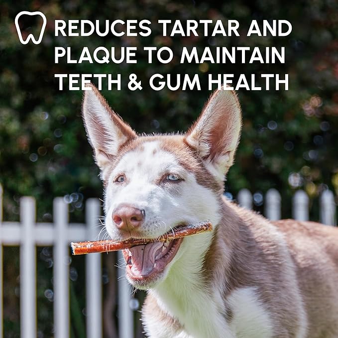 Downtown Pet Supply Bully Sticks for Dogs - Natural 6 Inch Beef Chews, Odor-Free & Rawhide-Free, Long Lasting Dog Treats for Aggressive Chewers - Healthy, Safe & Delicious Chews Dogs Love (48 Pack)