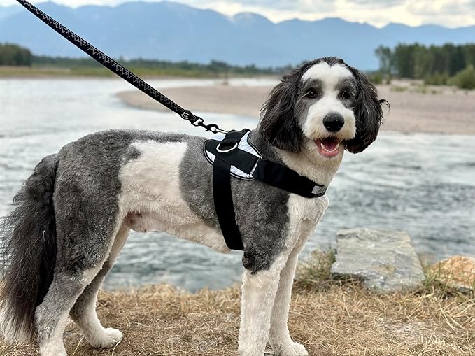 ShawnCo Essential Dog Harness, No-Pull Pet Vest with 3 Leash Clips, No Choke, Reflective, Adjustable and Padded, for Easy Walking and Training for Small, Medium and Large Dogs (Electric Blue,M)