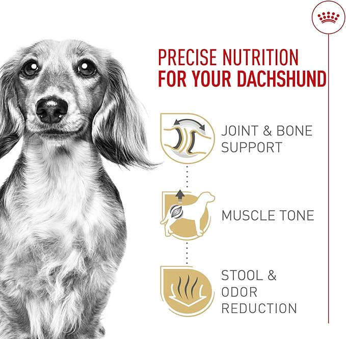 Royal Canin Breed Health Nutrition Dachshund Adult Dry Dog Food, 10 lb Bag