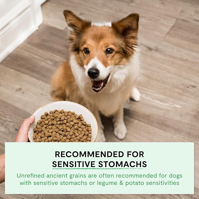 Open Farm, Ancient Grains Dry Dog Food, Protein-Rich & Nutrient Dense, 90% Animal Protein Mixed with Non-GMO Fruits, Veggies and Superfoods, Grass-Fed Beef Recipe, 22lb Bag