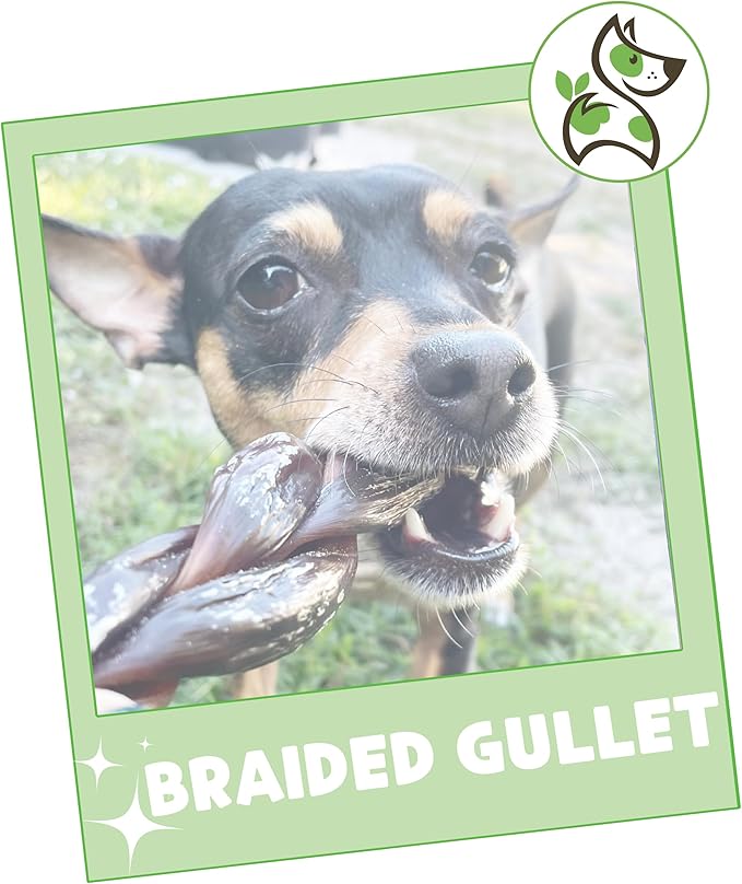 Nature Gnaws Braided Beef Gullet Chews for Dogs 5-6" (10 Count) - Long Lasting for Small and Medium Dogs - Natural Beef Jerky Dog Chew Bones