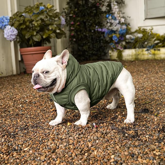 Fleece Lining Extra Warm Dog Hoodie in Winter for Small Dogs Jacket Puppy Coats with Hooded Green M
