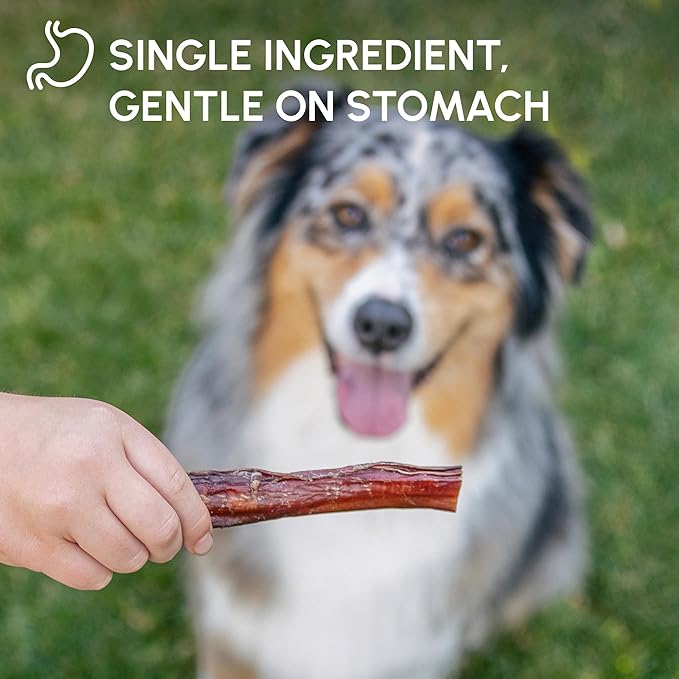 Downtown Pet Supply Bully Sticks for Dogs - Natural 6 Inch Beef Chews, Odor-Free & Rawhide-Free, Long Lasting Dog Treats for Aggressive Chewers - Healthy, Safe & Delicious Chews Dogs Love (18 Pack)