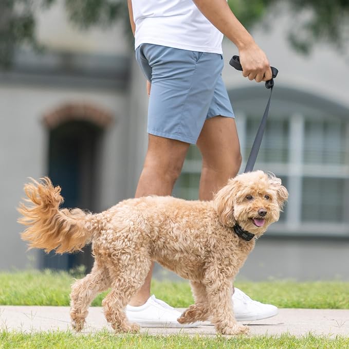 Dog Training Collar to Stop Dog from Pulling on Walks, Remote-Free (LG)