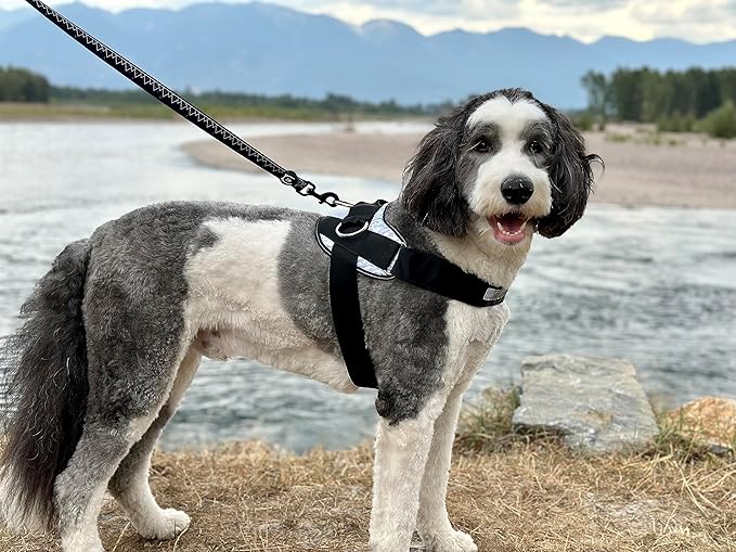 ShawnCo Essential Dog Harness, No-Pull Pet Vest with 3 Leash Clips, No Choke, Reflective, Adjustable and Padded, for Easy Walking and Training for Small, Medium and Large Dogs (Seafoam, XS)