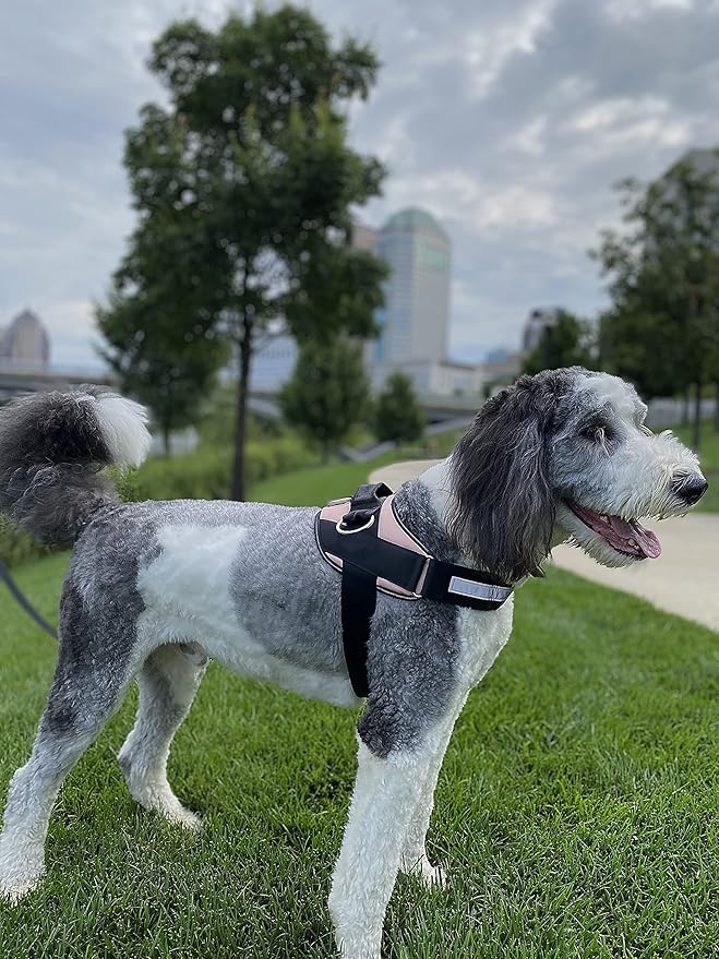 ShawnCo Essential Dog Harness, No-Pull Pet Vest with 3 Leash Clips, No Choke, Reflective, Adjustable and Padded, for Easy Walking and Training for Small, Medium and Large Dogs (Rose Gold, XL)