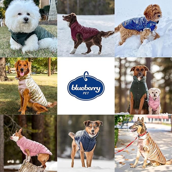 Blueberry Pet Cozy & Comfy Windproof Lightweight Quilted Fall Winter Glossy Dog Puffer Jacket in Gold, Back Length 14", Size 12, Warm Coat for Small Dogs