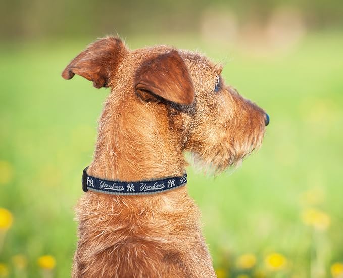MLB New York Yankees Licensed PET COLLAR- Heavy-Duty, Strong, and Durable Dog Collar. Available in 29 Baseball Teams and 4 Sizes
