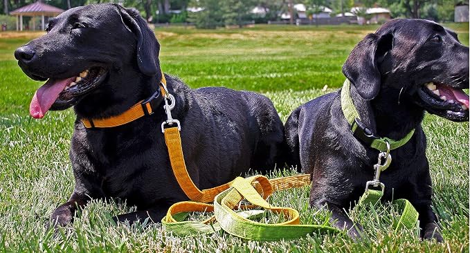 Hemp Corduroy Dog Collar - No Pattern (1" Extra Large, Black)