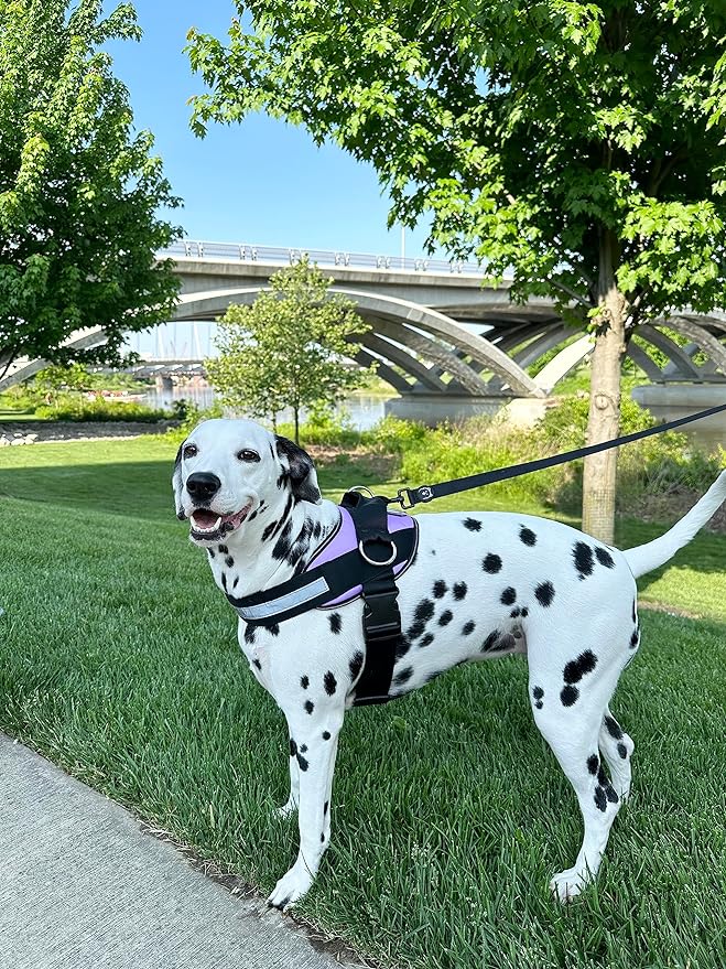 ShawnCo Essential Dog Harness, No-Pull Pet Vest with 3 Leash Clips, No Choke, Reflective, Adjustable and Padded, for Easy Walking and Training for Small, Medium and Large Dogs (ICY Lilac, XL)