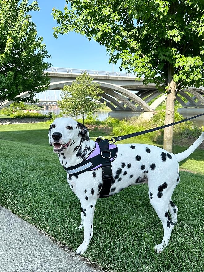 ShawnCo Essential Dog Harness, No-Pull Pet Vest with 3 Leash Clips, No Choke, Reflective, Adjustable and Padded, for Easy Walking and Training for Small, Medium and Large Dogs (ICY Lilac, XS)